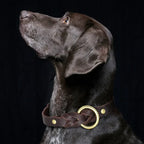 Ensemble collier et laisse en cuir pour chien