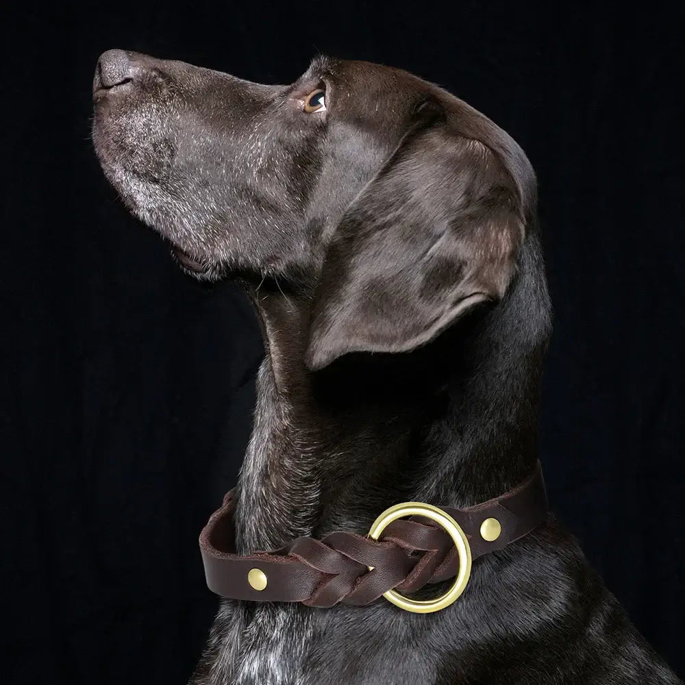 Ensemble collier et laisse en cuir pour chien