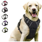 Ensemble collier harnais et laisse en cuir pour chien