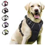 Ensemble collier harnais et laisse en cuir pour chien