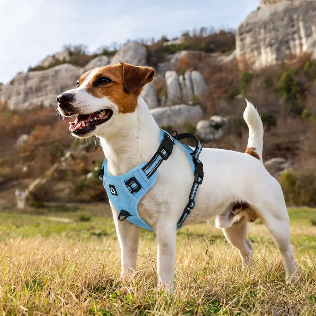Ensemble harnais et laisse pour chien