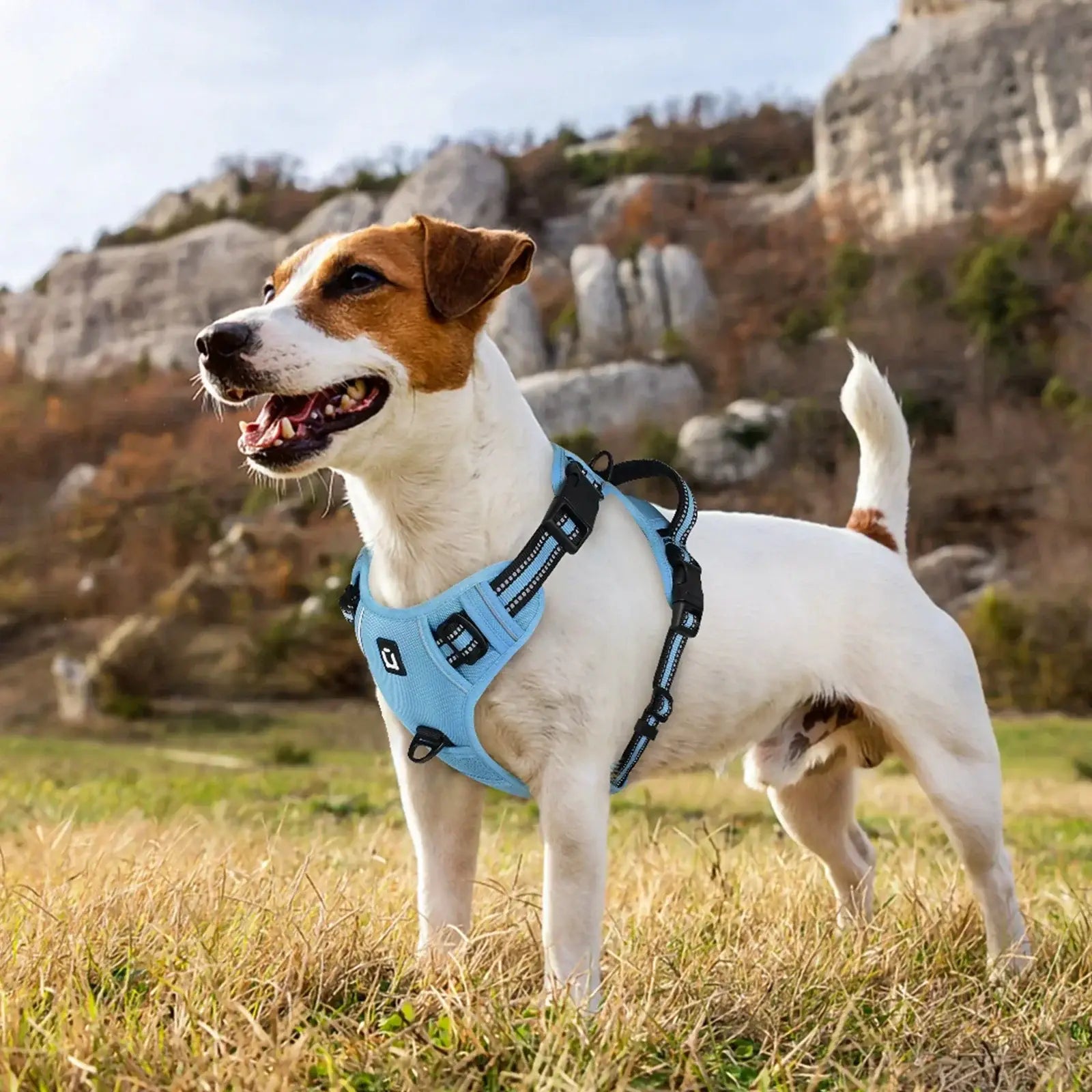 Ensemble harnais et laisse pour chien