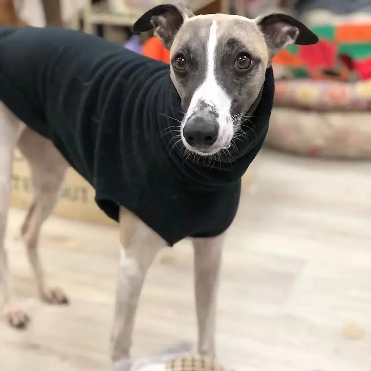 Gilet polaire d’hiver pour whippet - black / M
