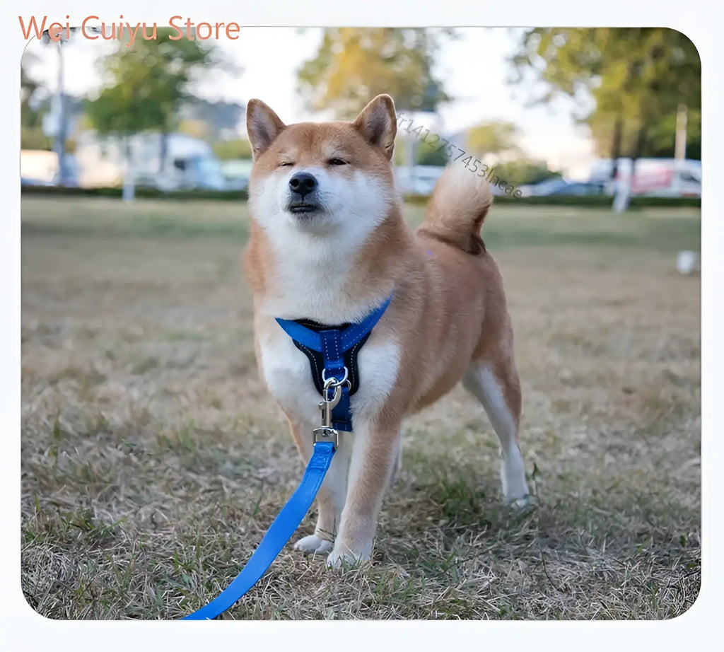 Harnais pour chien en cuir véritable résistant
