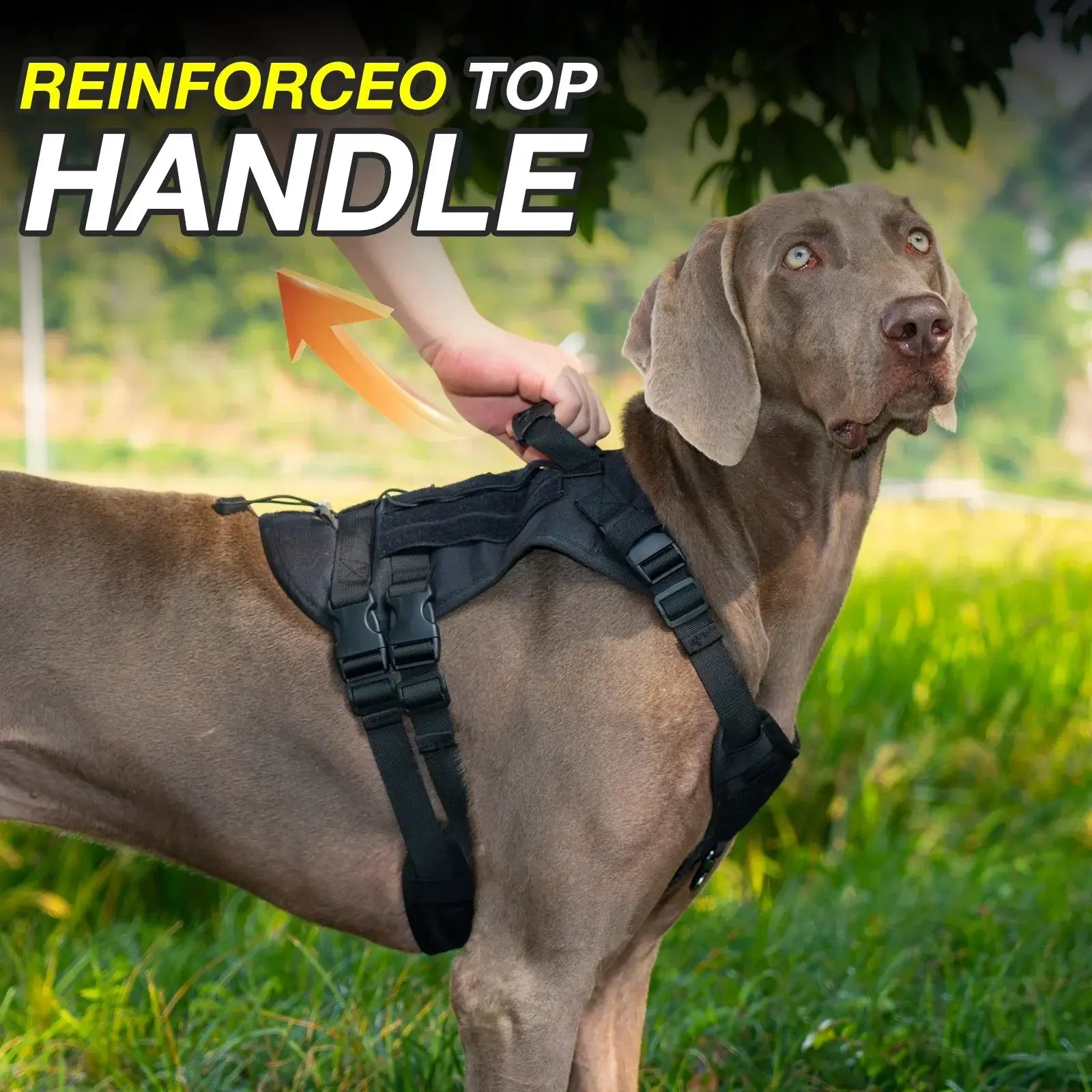 Harnais de traction pour chien