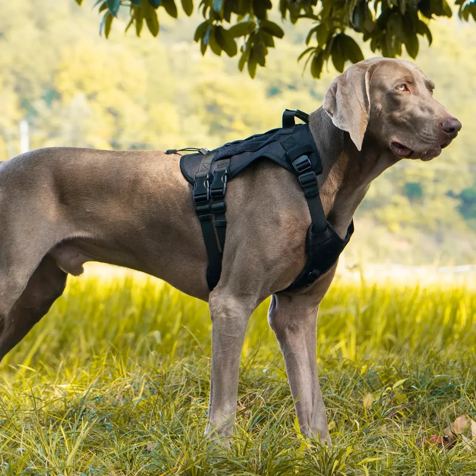 Harnais de traction pour chien