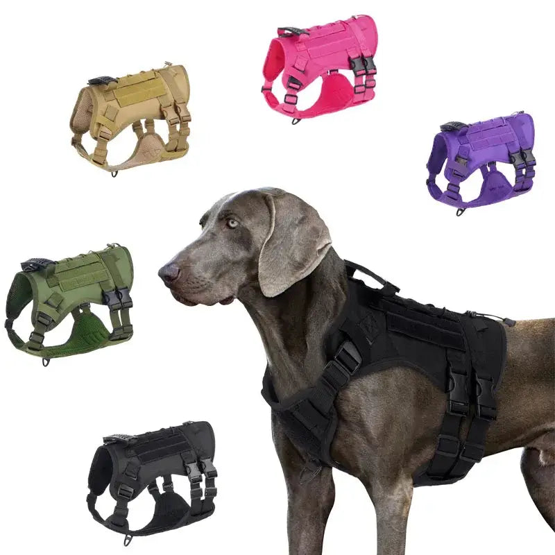 Harnais de traction pour chien