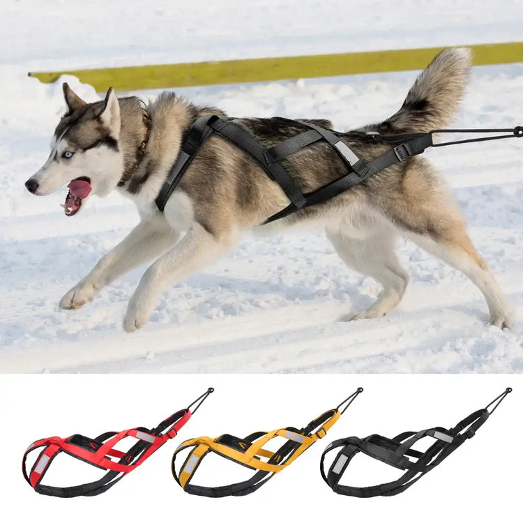 Harnais de traîneau étanche pour chien