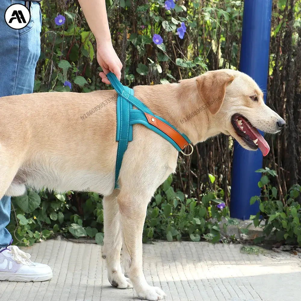 Harnais en cuir pour chien