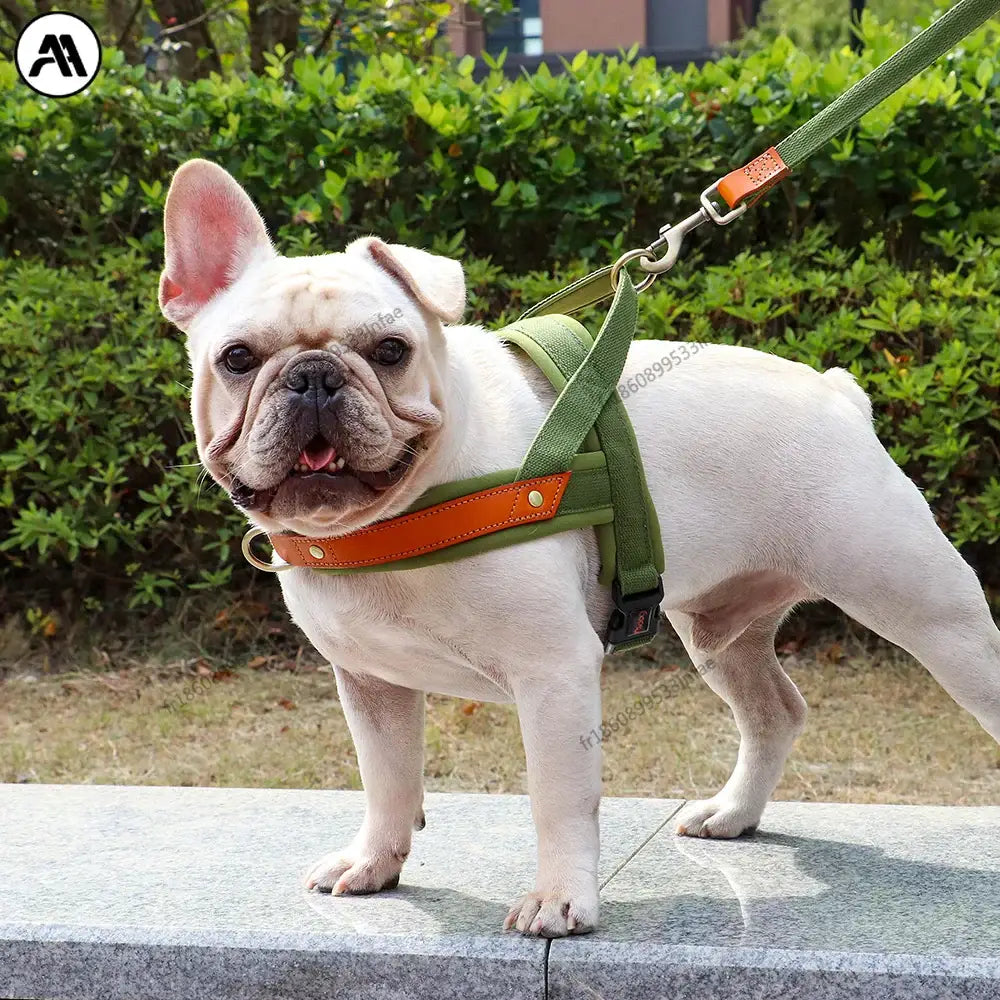 Harnais en cuir pour chien