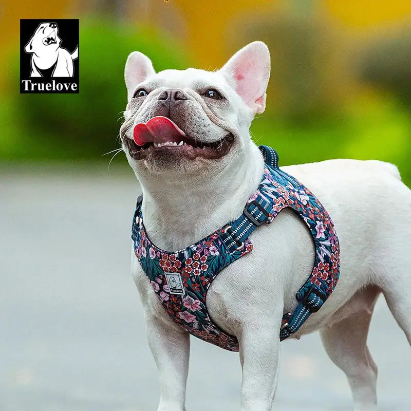 Harnais fleuri pour chien