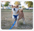 Harnais pour chien en cuir véritable résistant