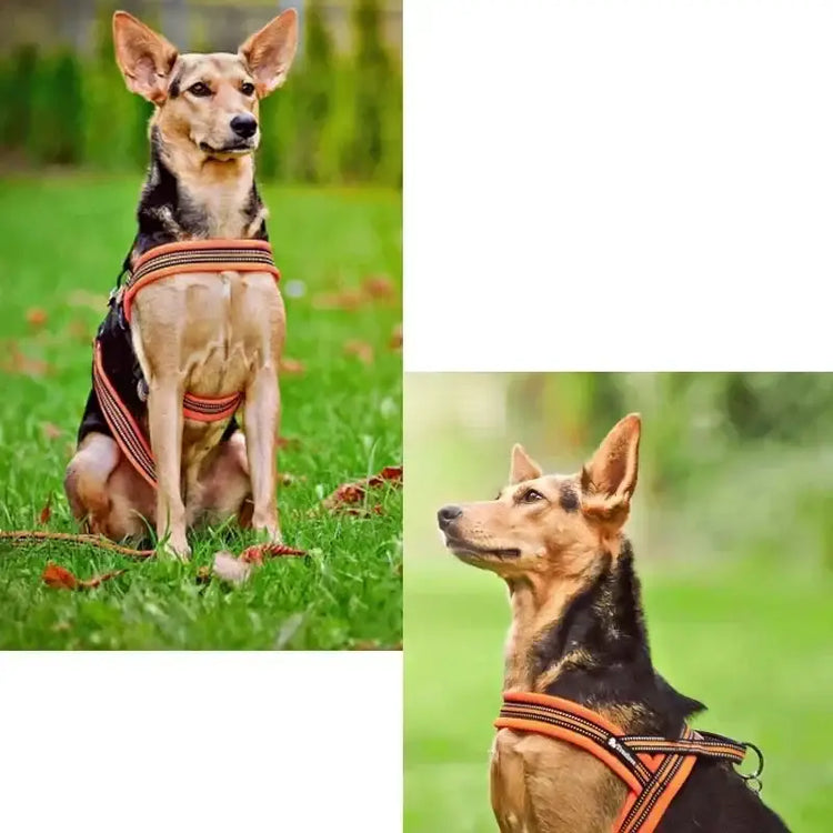 Harnais pour chien en nylon souple avec support pour chien.