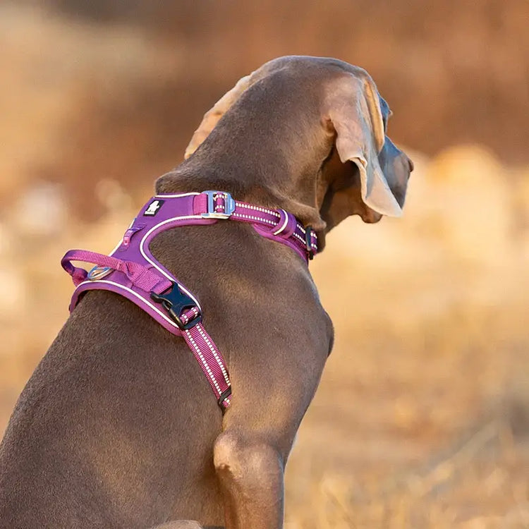 Harnais pour chien rembourré en nylon