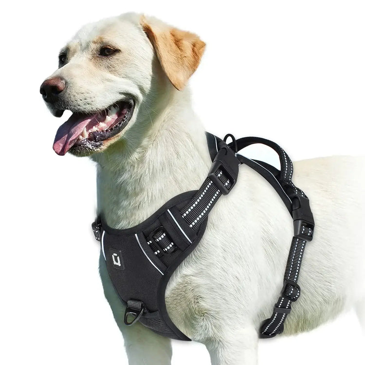 Harnais pour chien rembourré réglable - black / XL
