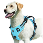 Harnais pour chien rembourré réglable - SKY BLUE / XL
