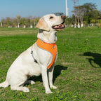 Harnais pour chiot et chien