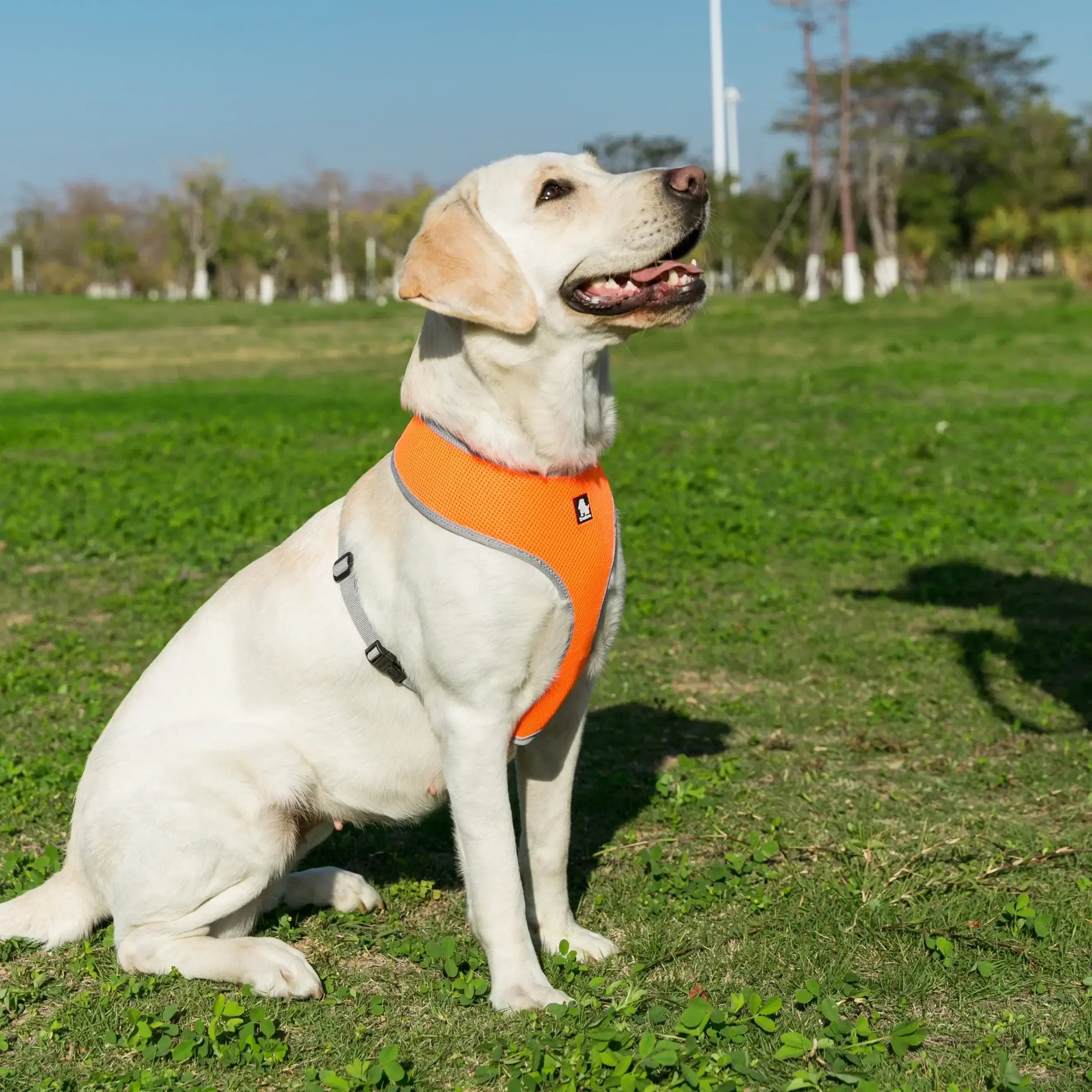 Harnais pour chiot et chien