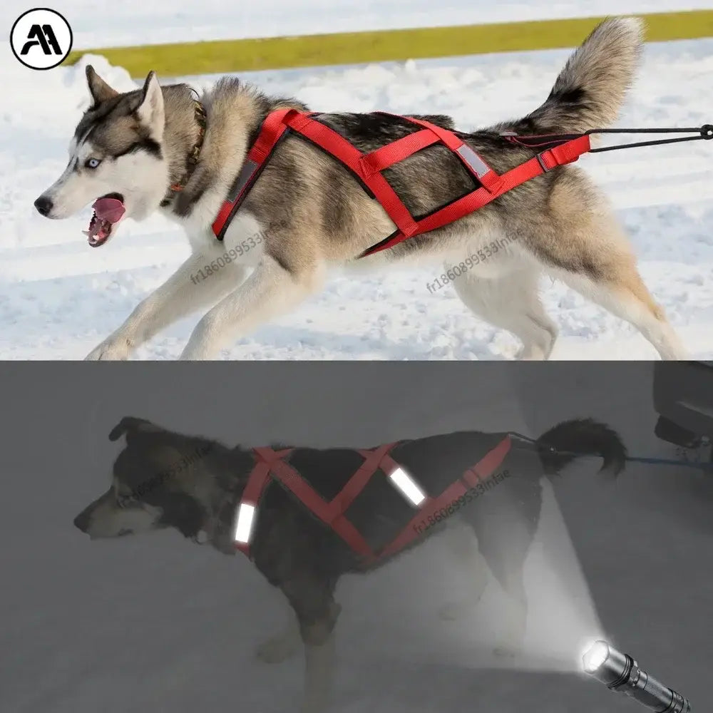Harnais pour traîneau à chiens