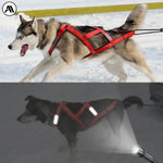 Harnais pour traîneau à chiens