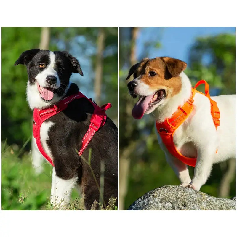 Harnais réfléchissant en nylon pour animaux