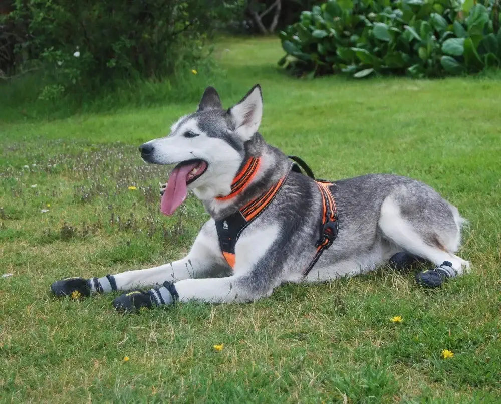 Harnais réfléchissant en nylon pour chien