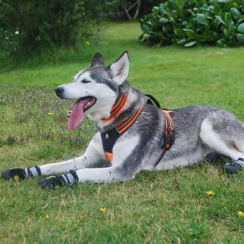 Harnais réfléchissant en nylon pour chien