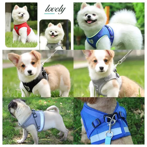 Harnais réglable pour chien et chat