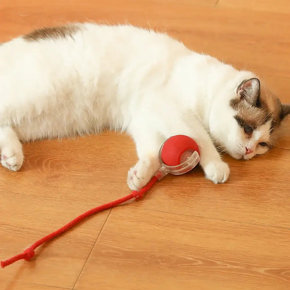 Jouet balle interactive pour chat - plastique et silicone