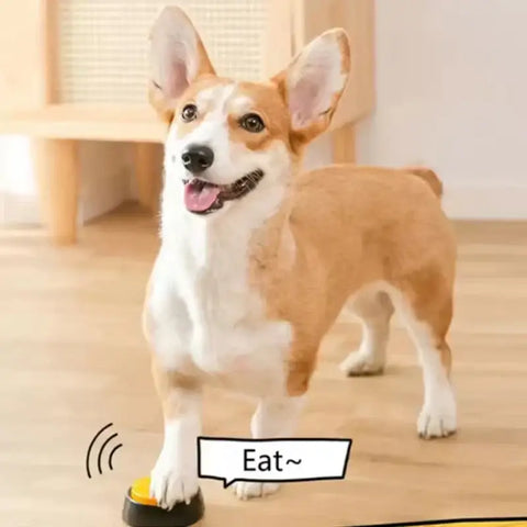 Jouets pour animaux de compagnie enregistrables