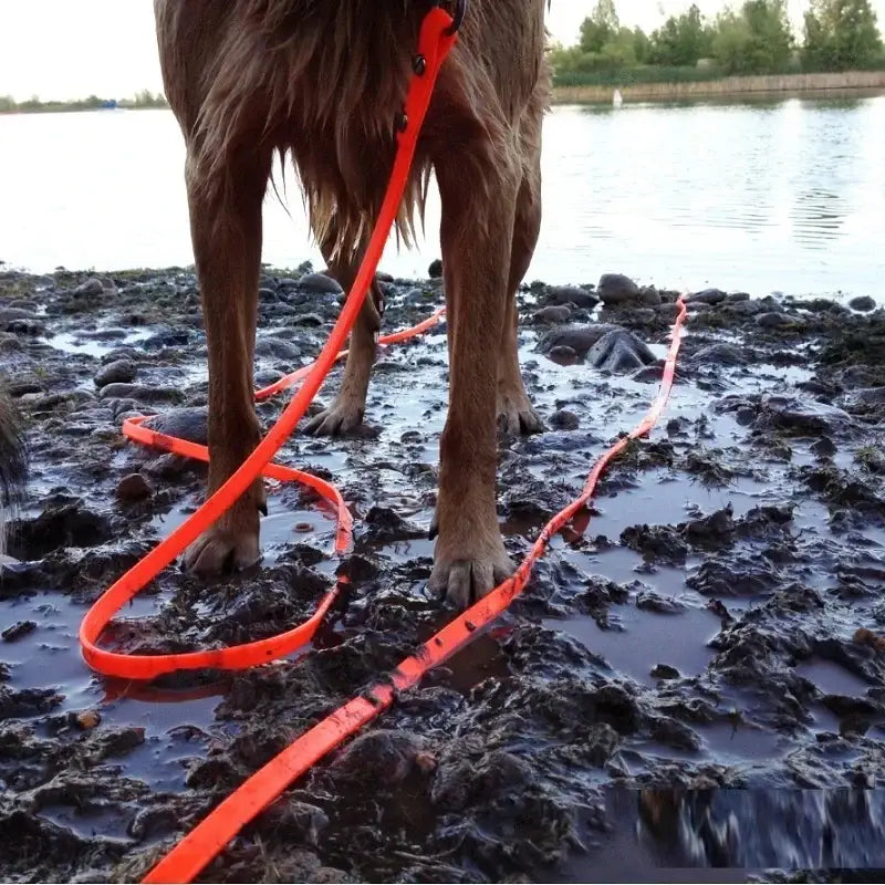 Laisse imperméable pour chien