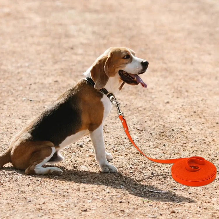 Laisse imperméable pour chien