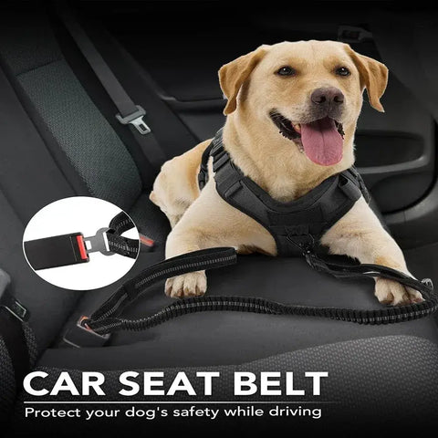 Laisse robuste pour chien
