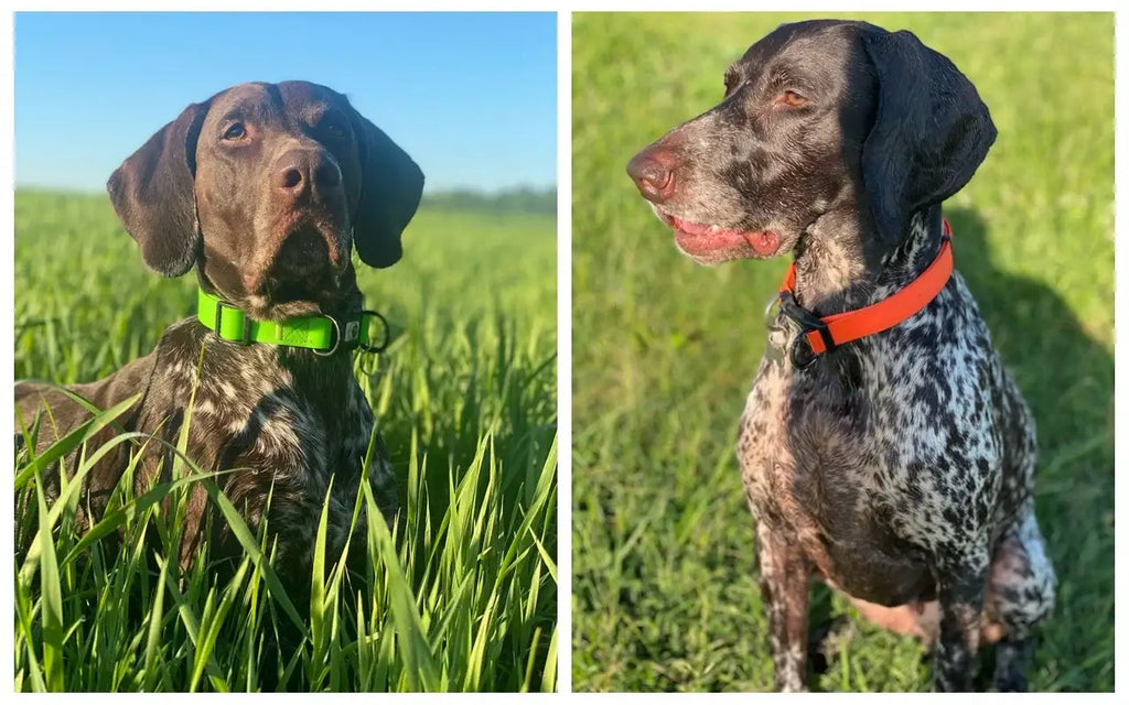 laisses imperméables pour chiens