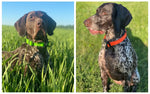 laisses imperméables pour chiens