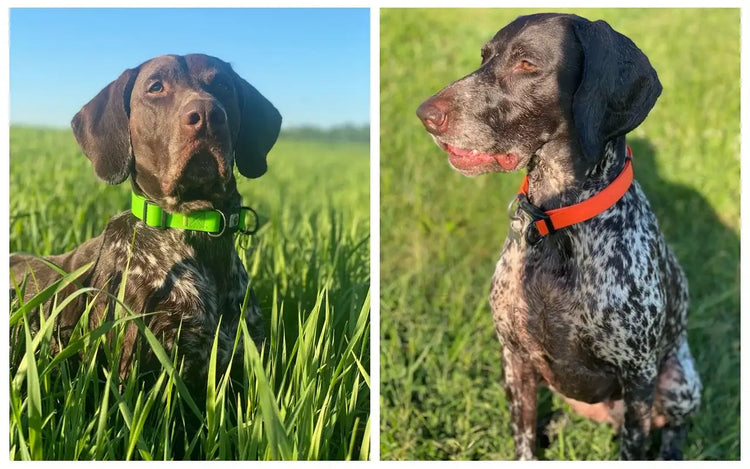 laisses imperméables pour chiens