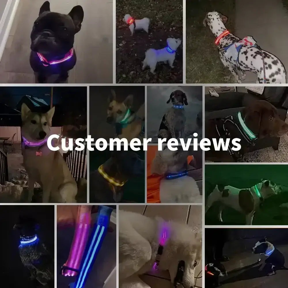 LED Glowing Dog Collar Adjustable Flashing Rechargea Luminous Collar Night Anti-Lost Dog Light HarnessFor Small Dog Pet