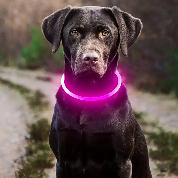 LED Light Dog Collar USB Charging Luminous Anti-Lost Necklace for Large Medium Small Dogs Pet Safety Accessory - Pink