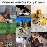 Lot de 5 jouets couineurs pour chiens résistants