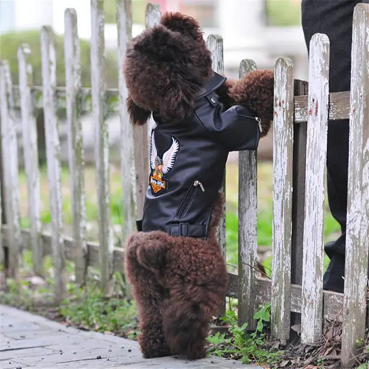 Manteau pour chien à motif d’aigle glorieux