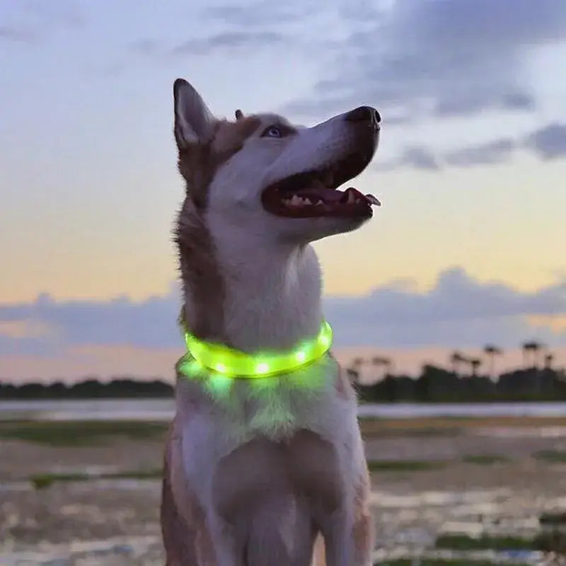 New Led Luminous Dog Collar PVC Waterproof For Large Medium Small Dogs Collar Usb Light Night Safety Pet Glowing