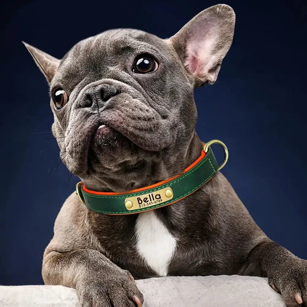 Collier chien personnalisé unique – PawFrance Premium
