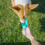Pet Dog Water Bottle 300ML Puppy Drinking Bowls For Small Medium Dogs Cats Hiking Portable Cat Feeder Golden Retriever