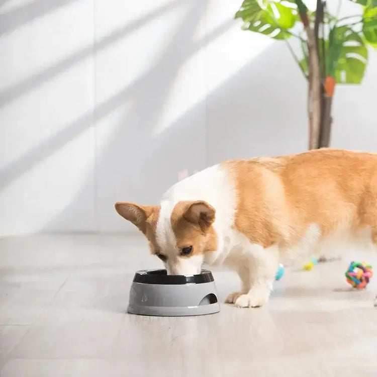 Portable Plastic Pet Dog Bowls No Spill Floating Design Non-Slip Cat Bowl Water Feeder Dry Mouth Support Pet Accessories