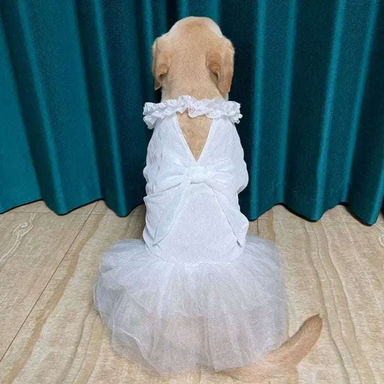 Robe de mariée pour grand chien
