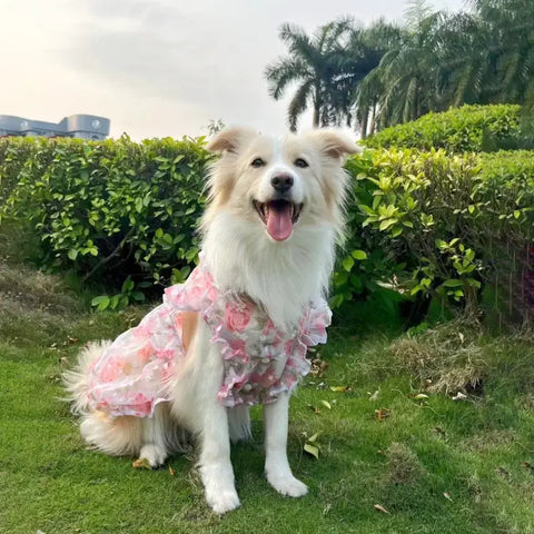 Robe fine en maille pour animaux - 5XL