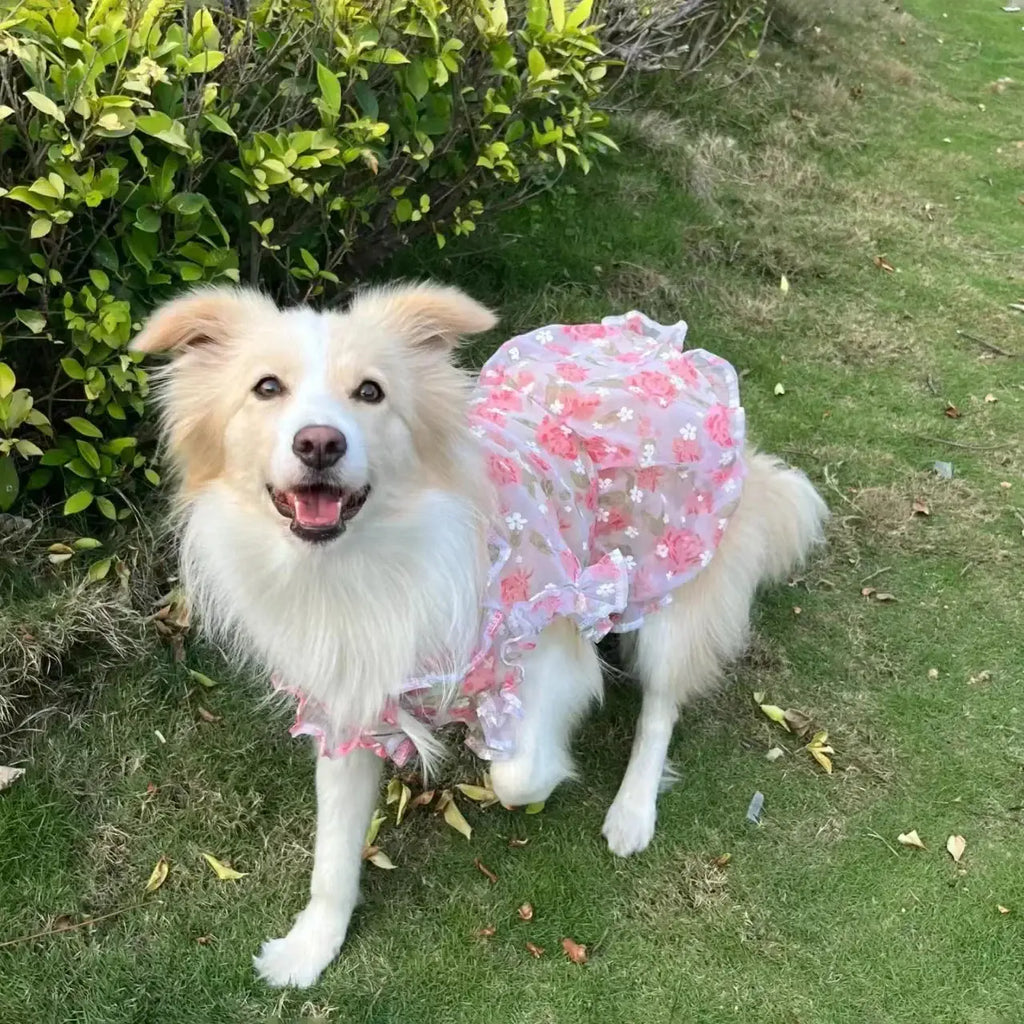 Robe fine en maille pour animaux