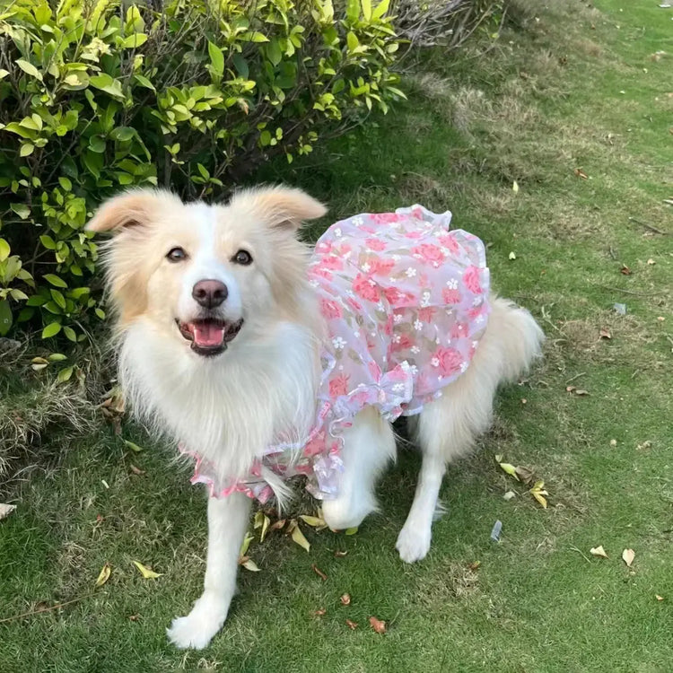Robe fine en maille pour animaux