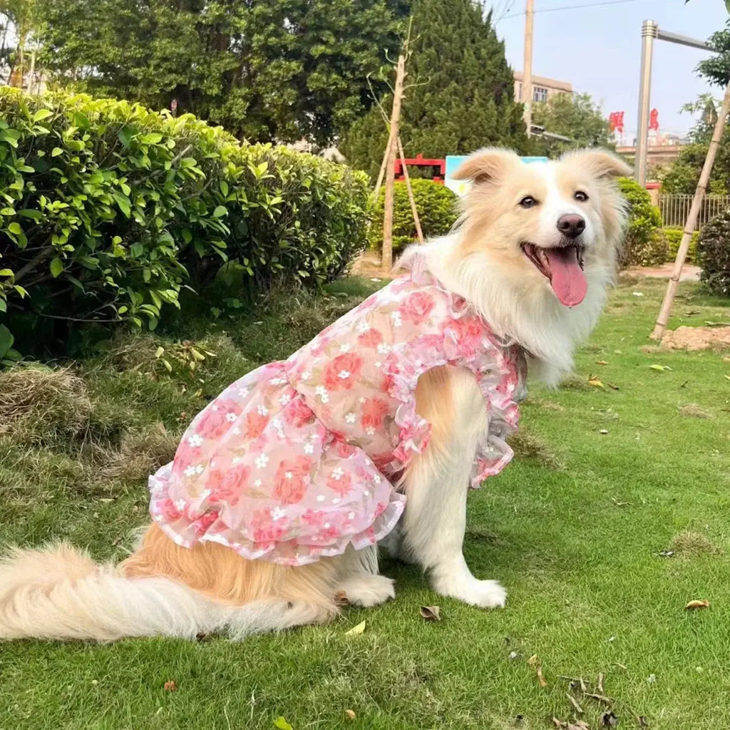 Robe fine en maille pour animaux