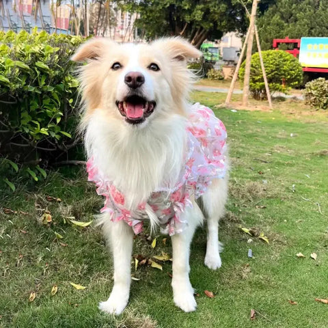 Robe fine en maille pour animaux - 5XL